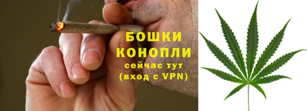 сатива Бородино