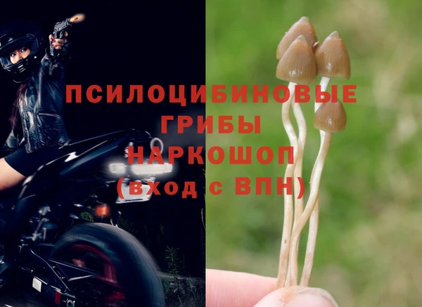 сатива Бородино